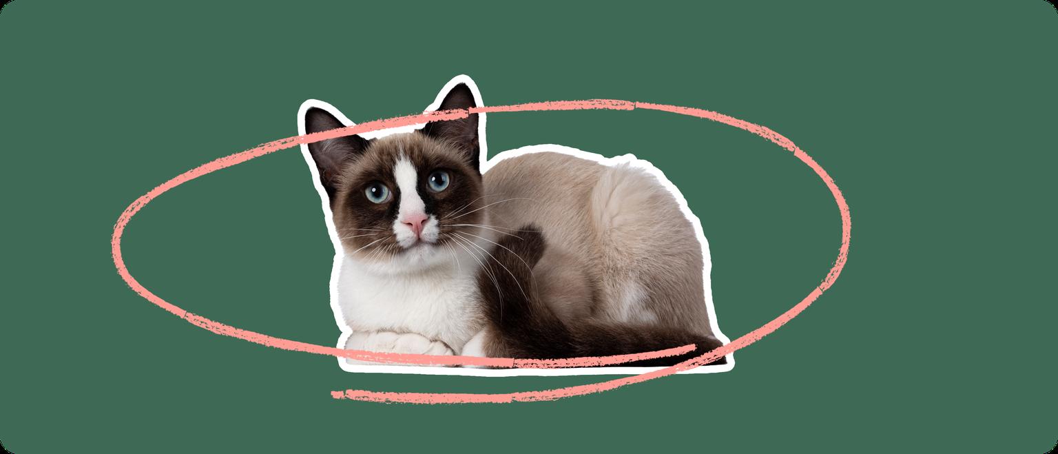 A snowshoe cat lying down, cutout with a white outline, with a pink circle around it's body, on a solid green background