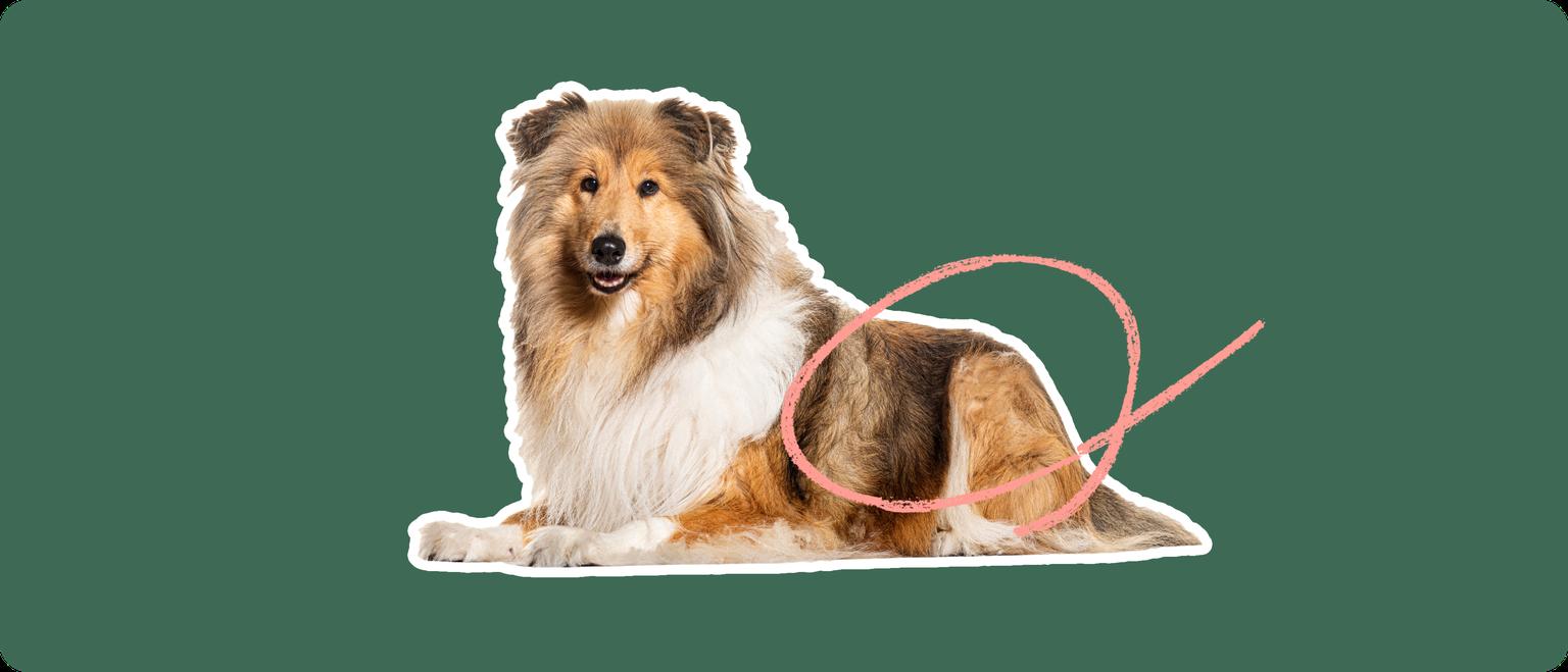 A cut out of a Rough Collie laying down, with a white stroke, on a green background, with a pink circle around it's upper back leg