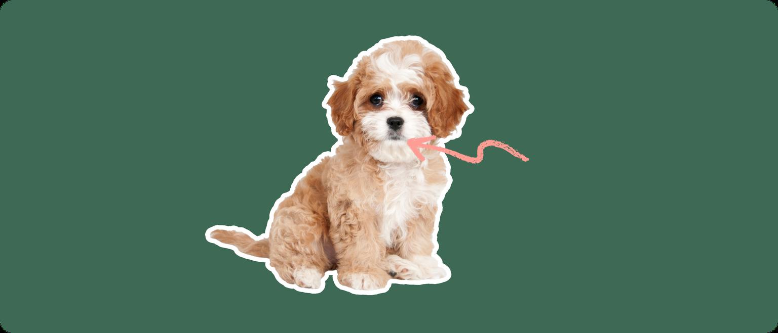 Cavapoo