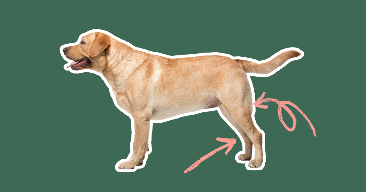 4 common health issues in Labrador Retrievers ManyPets