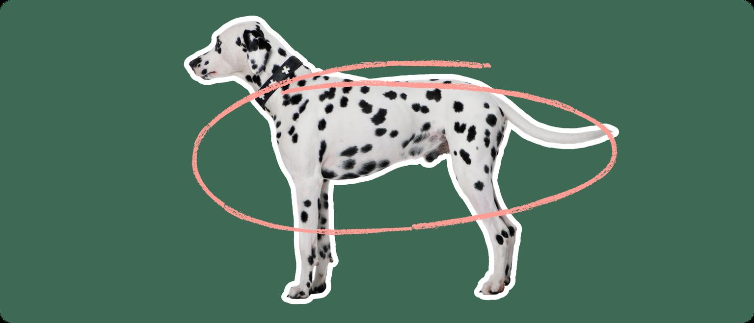 Dalmatian