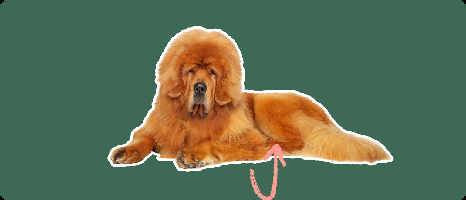 A Tibetan Mastiff cut out with a white outline, with a pink arrow pointing to it's stomach, on a solid green background
