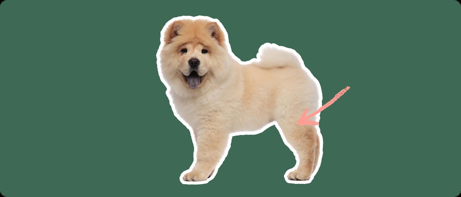 Image of a small chow chow dog with hip dysplasia