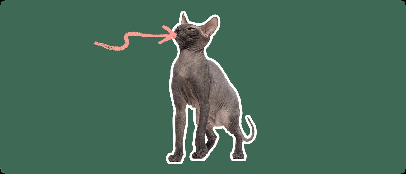 A Mexican Hairless cat, cut out with a white outline, with a pink arrow pointing to it's mouth, on a solid green background