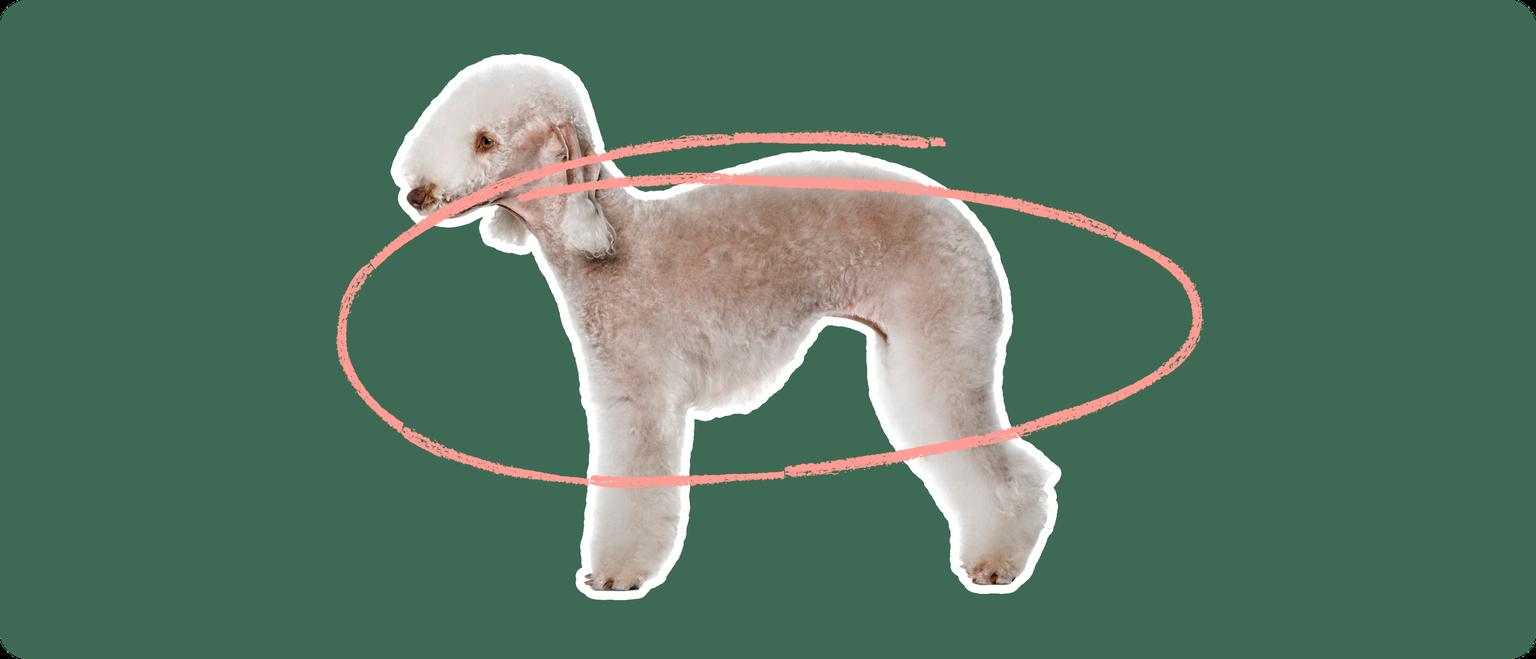 The side profile of a Bedlington Terrier, cut out with a white outline, with a pink circle around it's body, on a solid green background