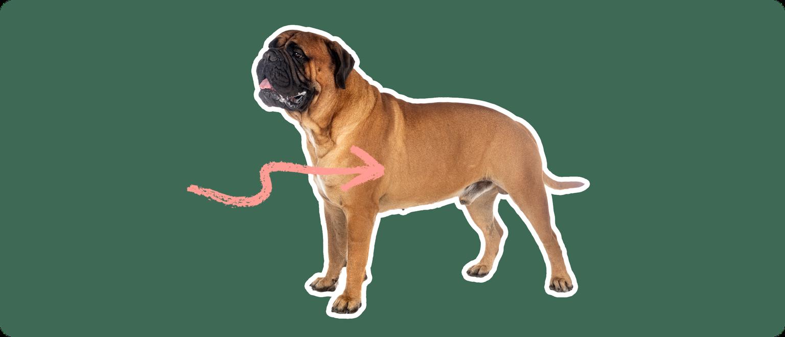 a Bullmastiff cut out with white outline on a green background with a pink arrow pointing toward it's chest