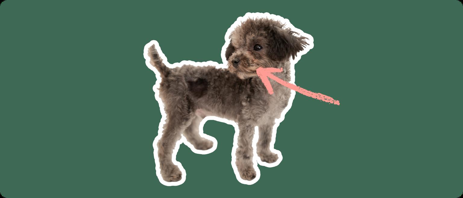 Chipoo with a pink arrow drawn to its jaw