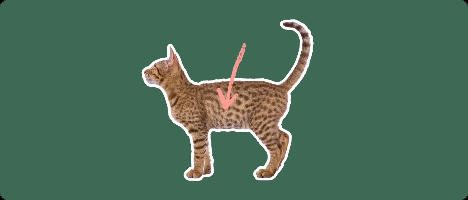 An Ocicat cut out with a white outline, with a pink arrow pointing to the center of it's body, on a solid green background