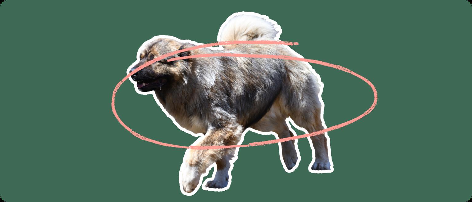 Caucasian Shepherd with a pink circle drawn around its body