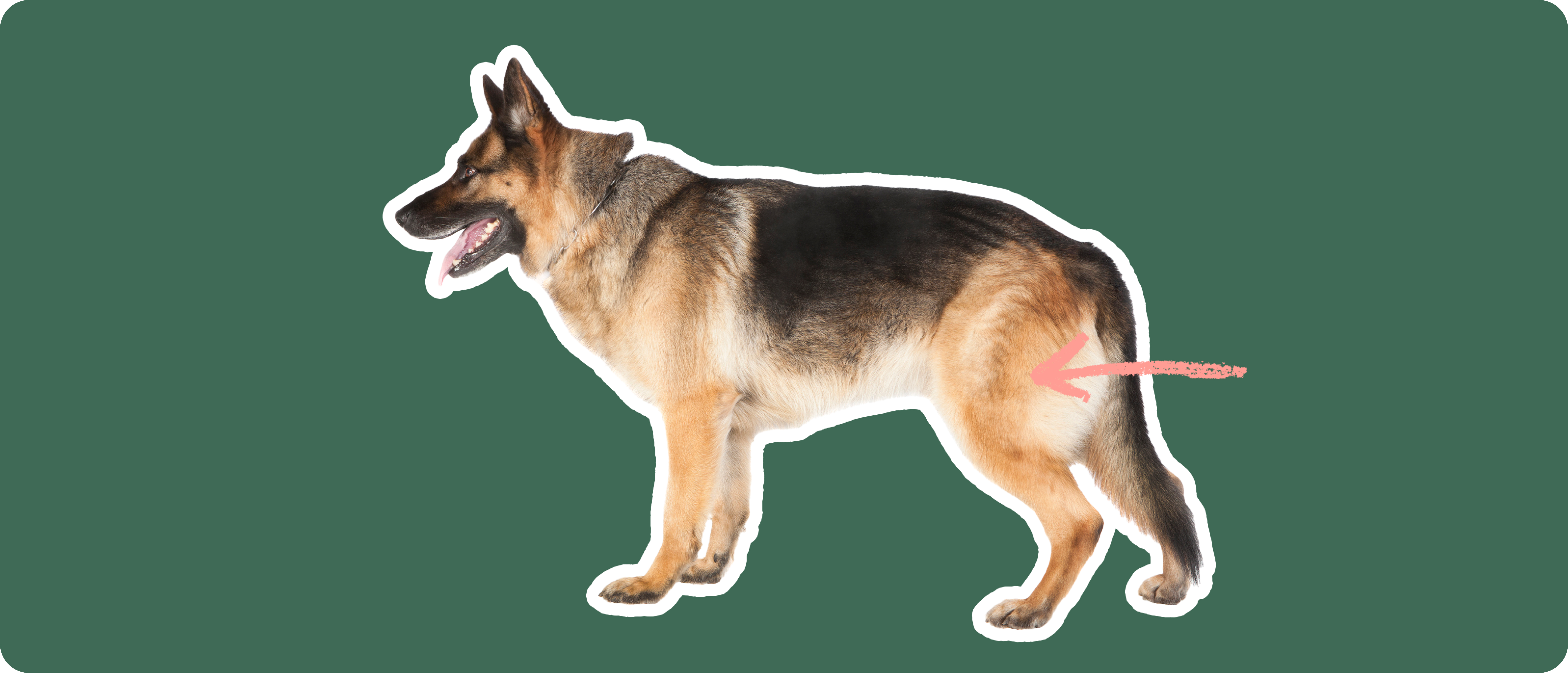 German Shepherd Insurance Get a Quote ManyPets