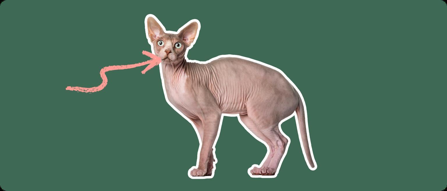Sphynx