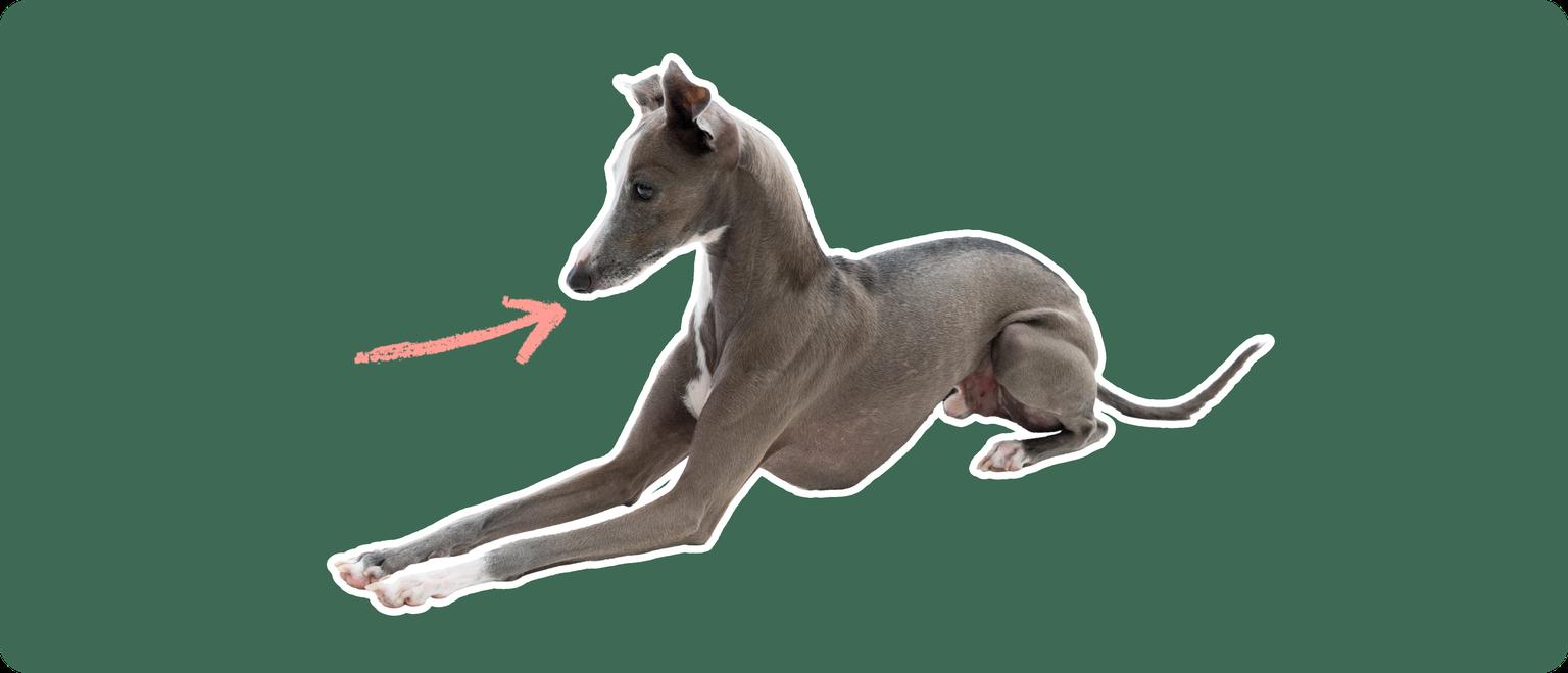 Image of a grey Italian Greyhound with a pink arrow drawn to its mouth