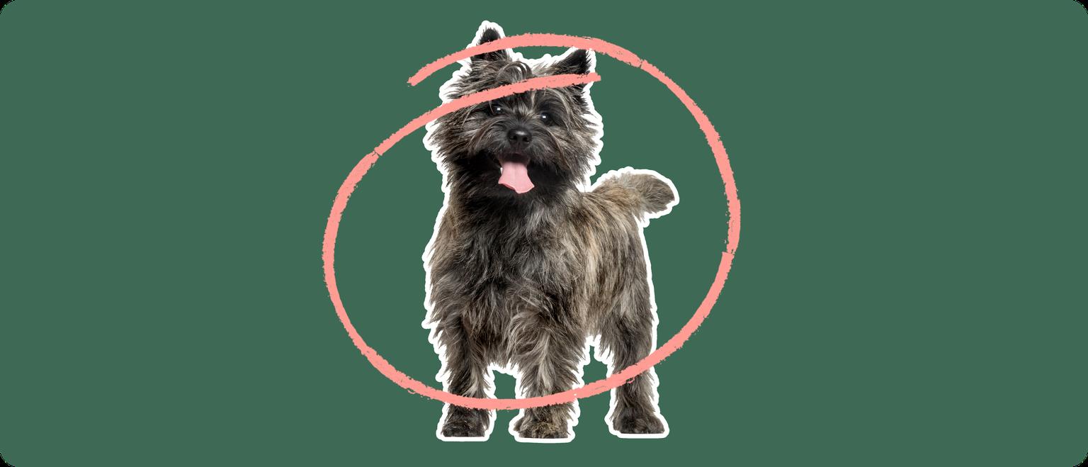 A black Cairn Terrier standing, cut out with a white outline, with a pink circle around it's body, on a solid green background