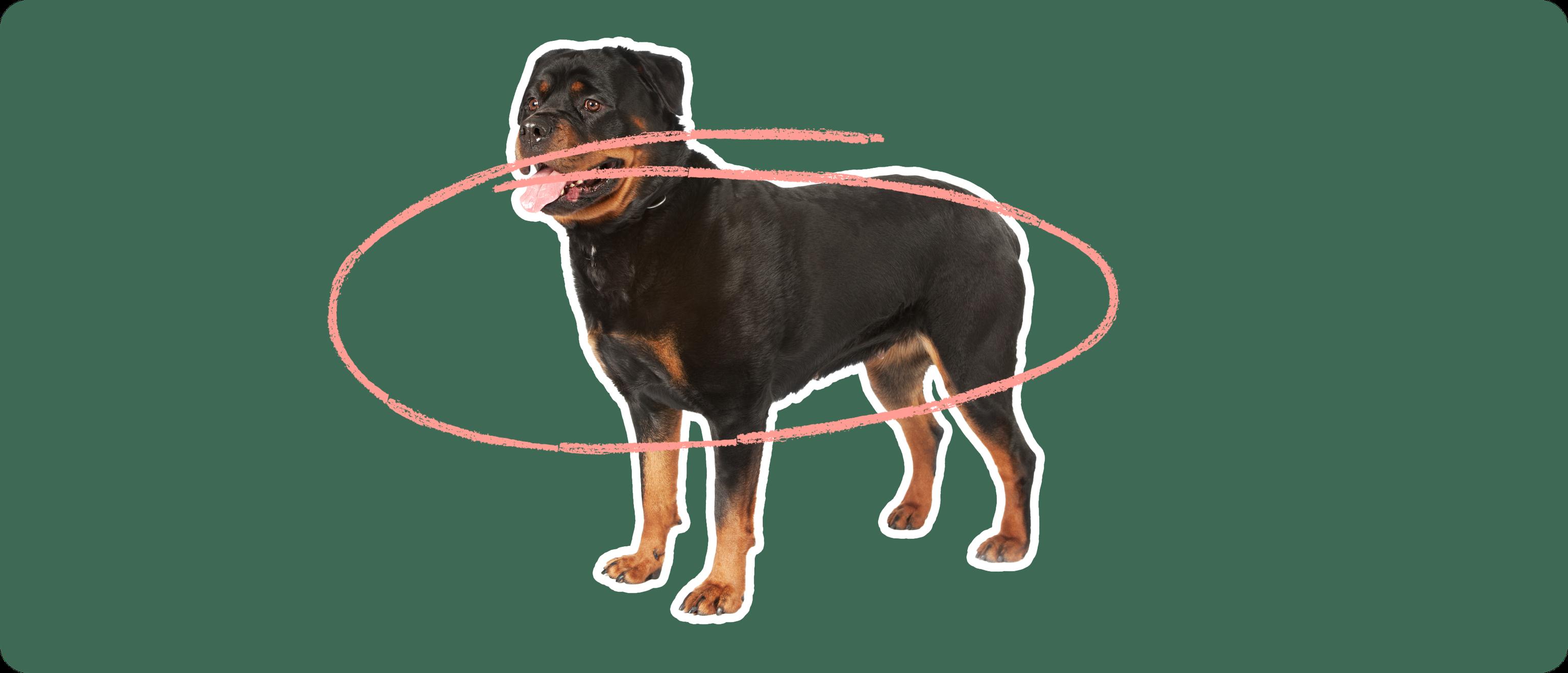 rottweiler