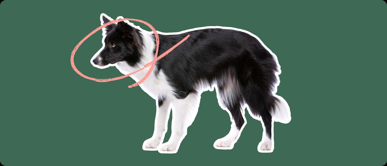 Image of a black-and-white Border Collie with a pink circle drawn around its head