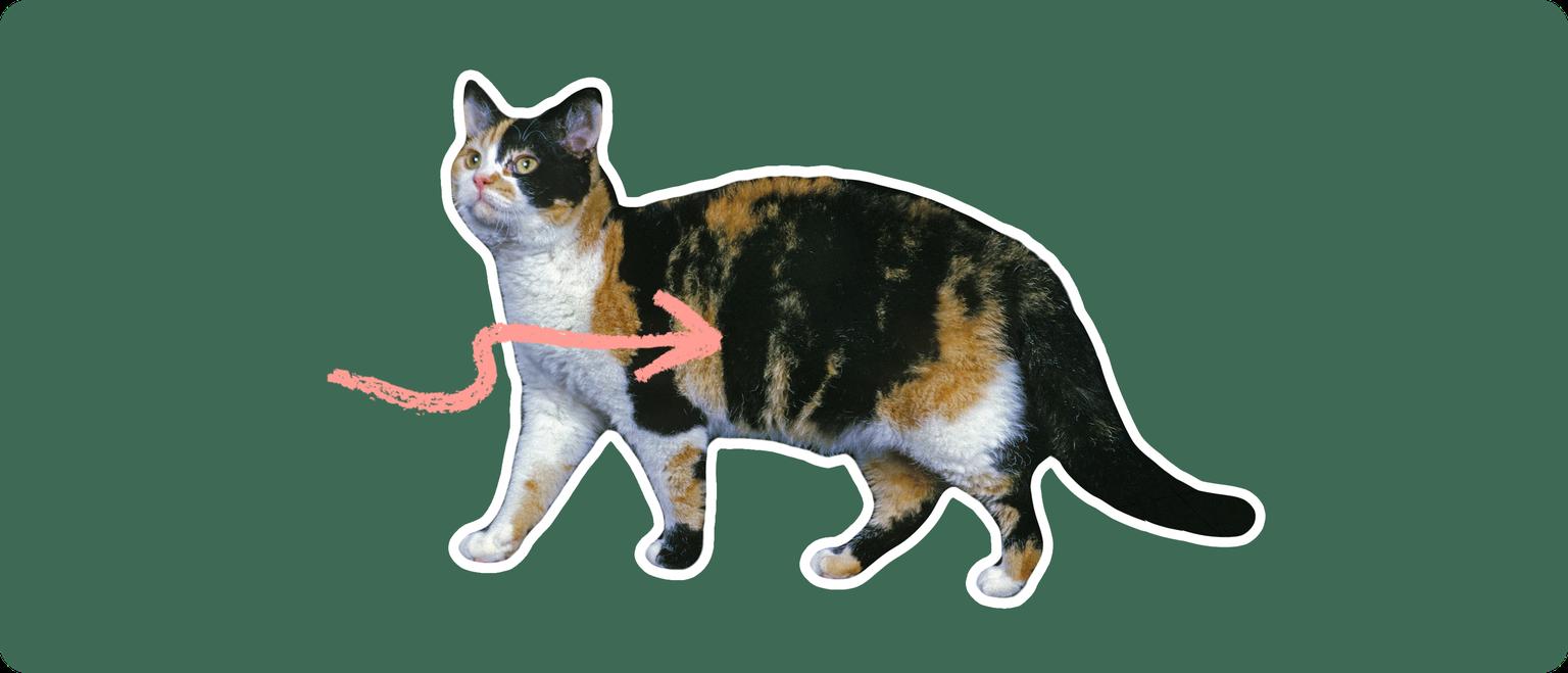 ut out with a white outline, with a pink arrow pointing to it's body center, on a solid green background