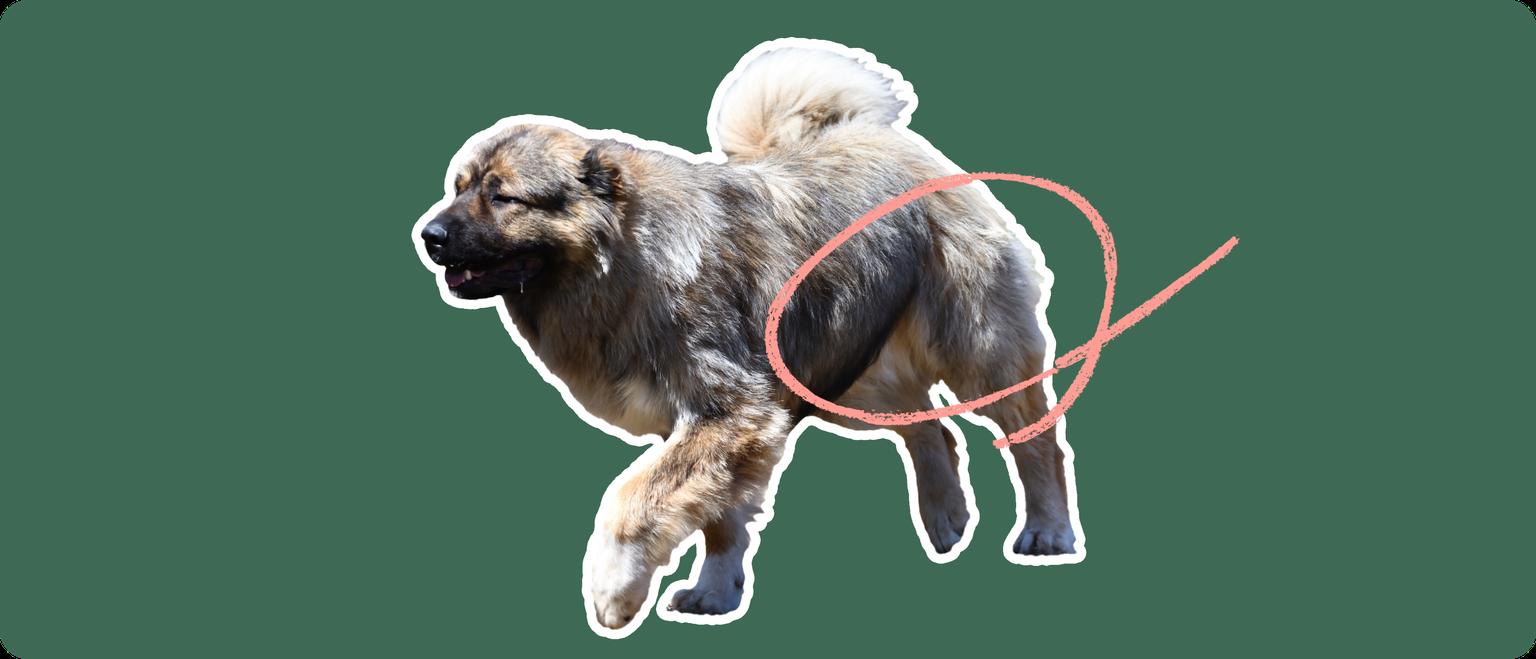 Caucasian Shepherd with a pink arrow drawn to its hip