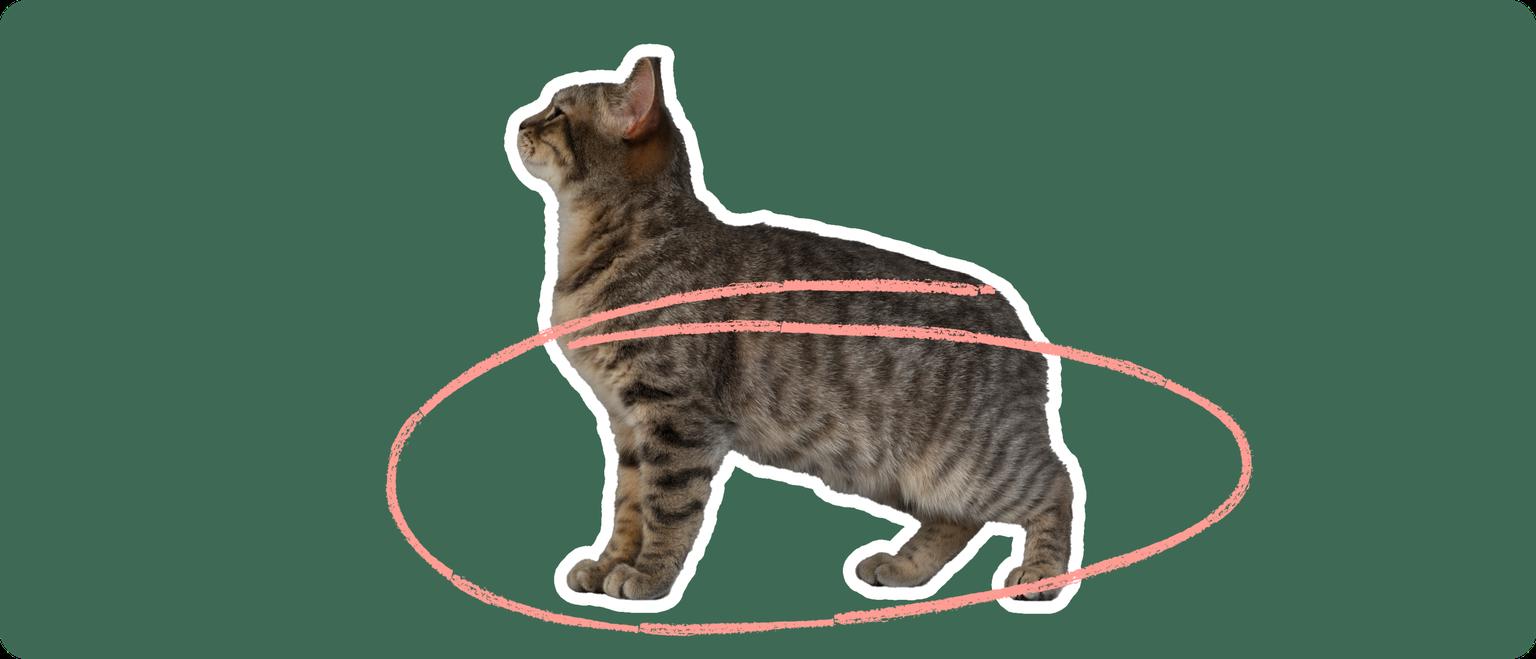 A brown manx cat with no tail, cut out with a white outline, with a pink circle around it's lower body and legs, on a solid green background