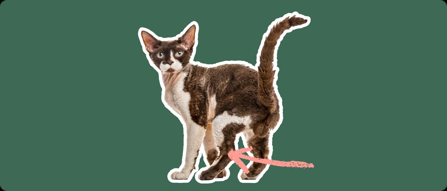 A brown and white devon rex cat, cut out with a white outline, with a pink arrow pointing to it's back knee, on a solid green background