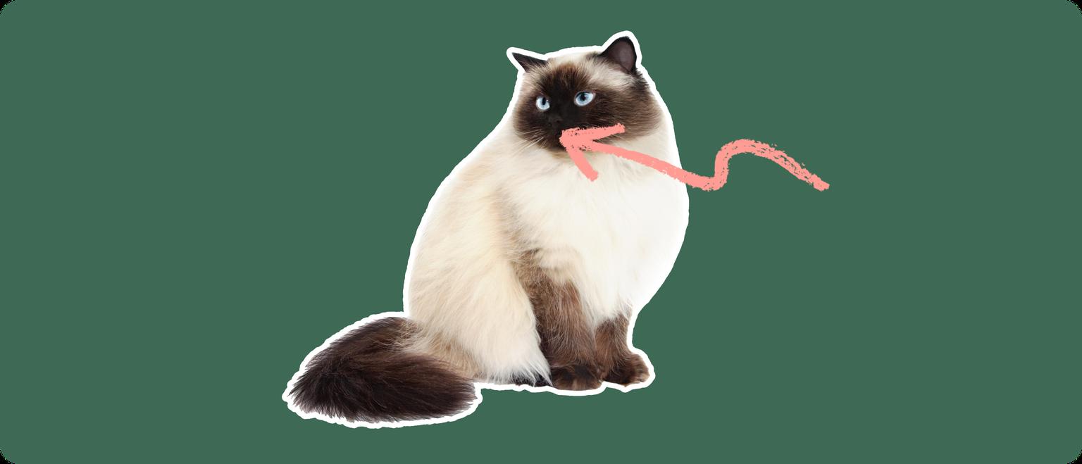 A Himalayan cat cut out with a white outline on a green background with a pink arrow pointing to its mouth