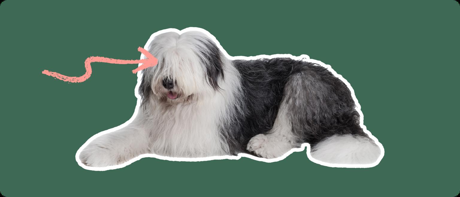 An old english sheepdog cut out with a white outline, with a pink arrow pointing to it's eye, on a solid green background