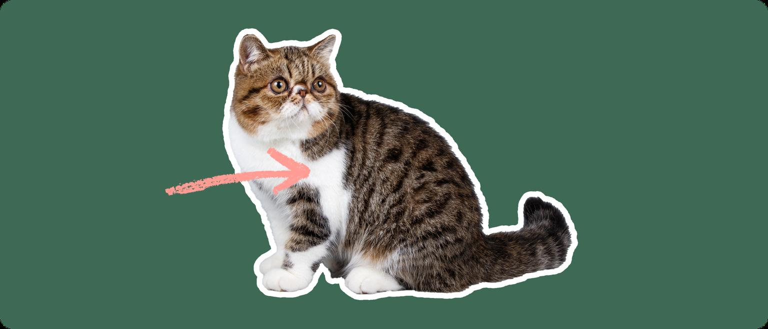 An exotic shorthair cat cut out with a white stroke, on a green background, with a pink arrow pointing at it's chest
