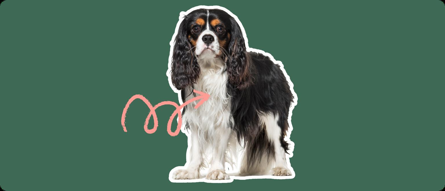 Image of a black-and-brown cavalier king charles spaniel with a pink arrow drawn to its chest