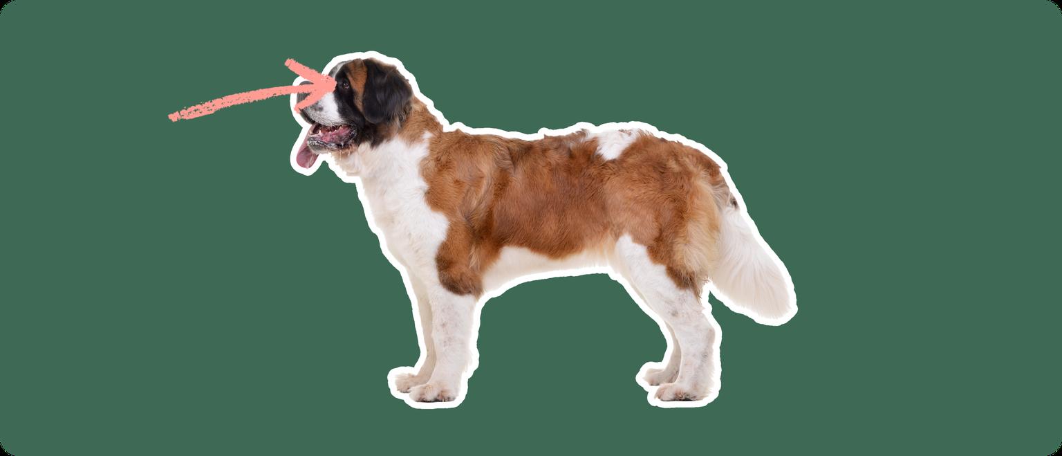 The sideview of a Saint Bernard dog standing, cut out with a white outline, with a pink arrow pointing to it's eye, on a solid green background