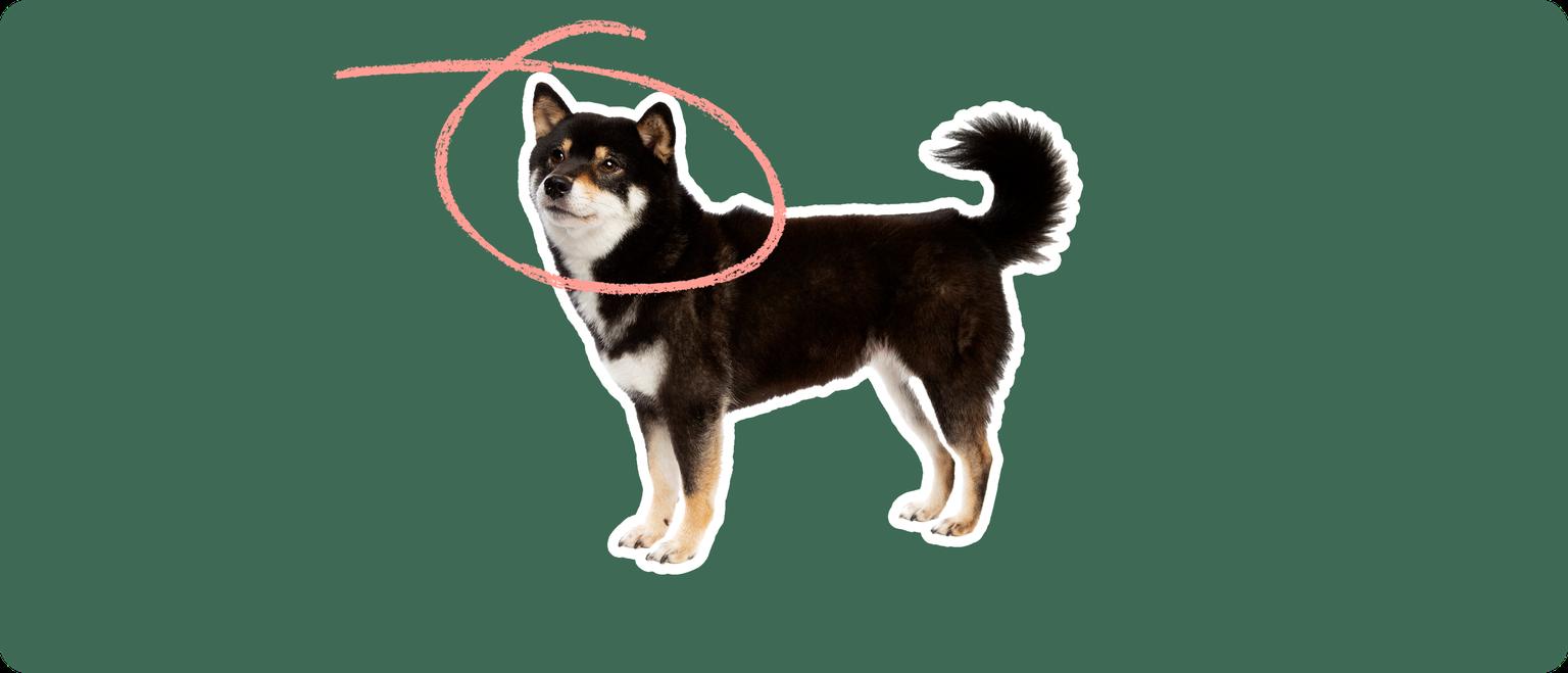 Shiba Inu
