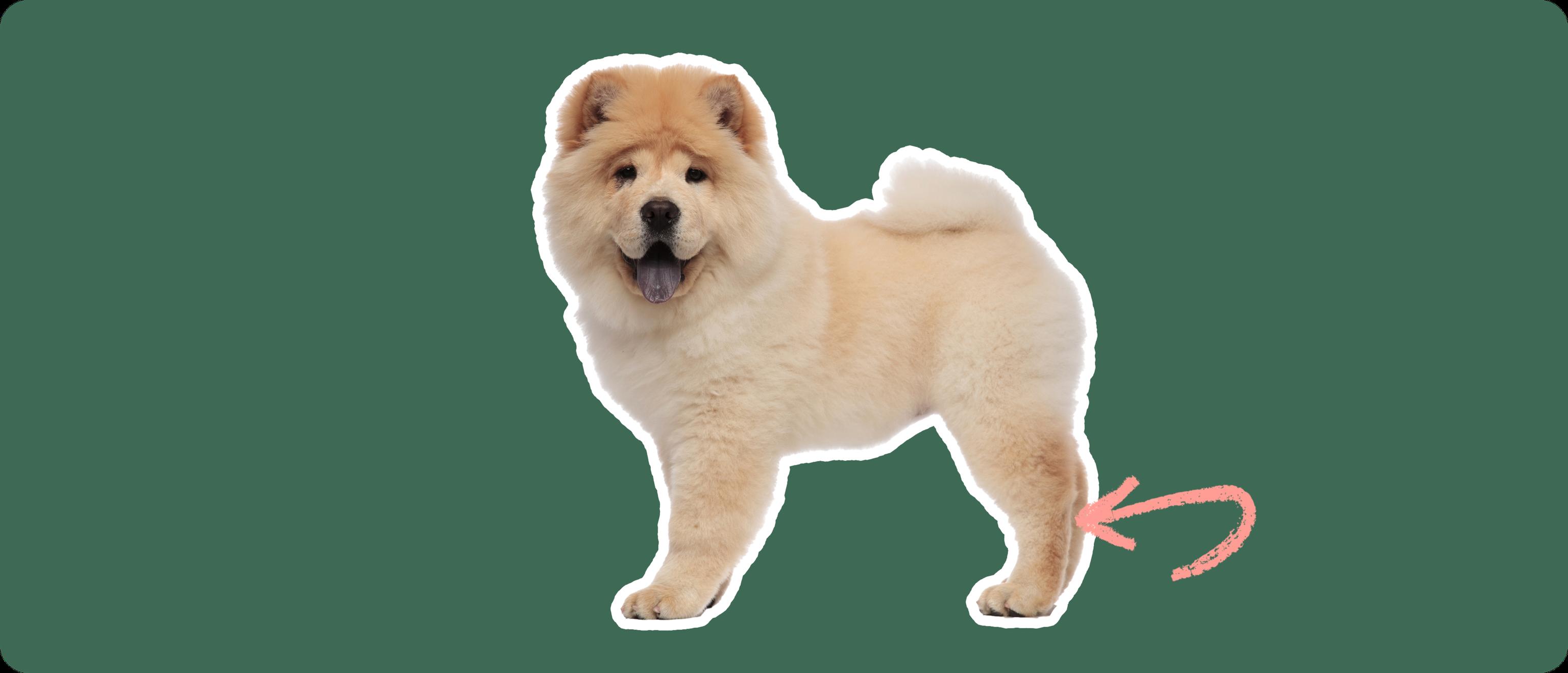 Chow chow dog
