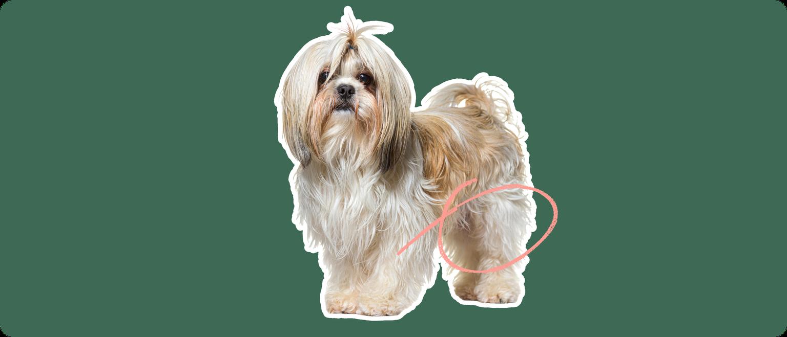 shih tzu