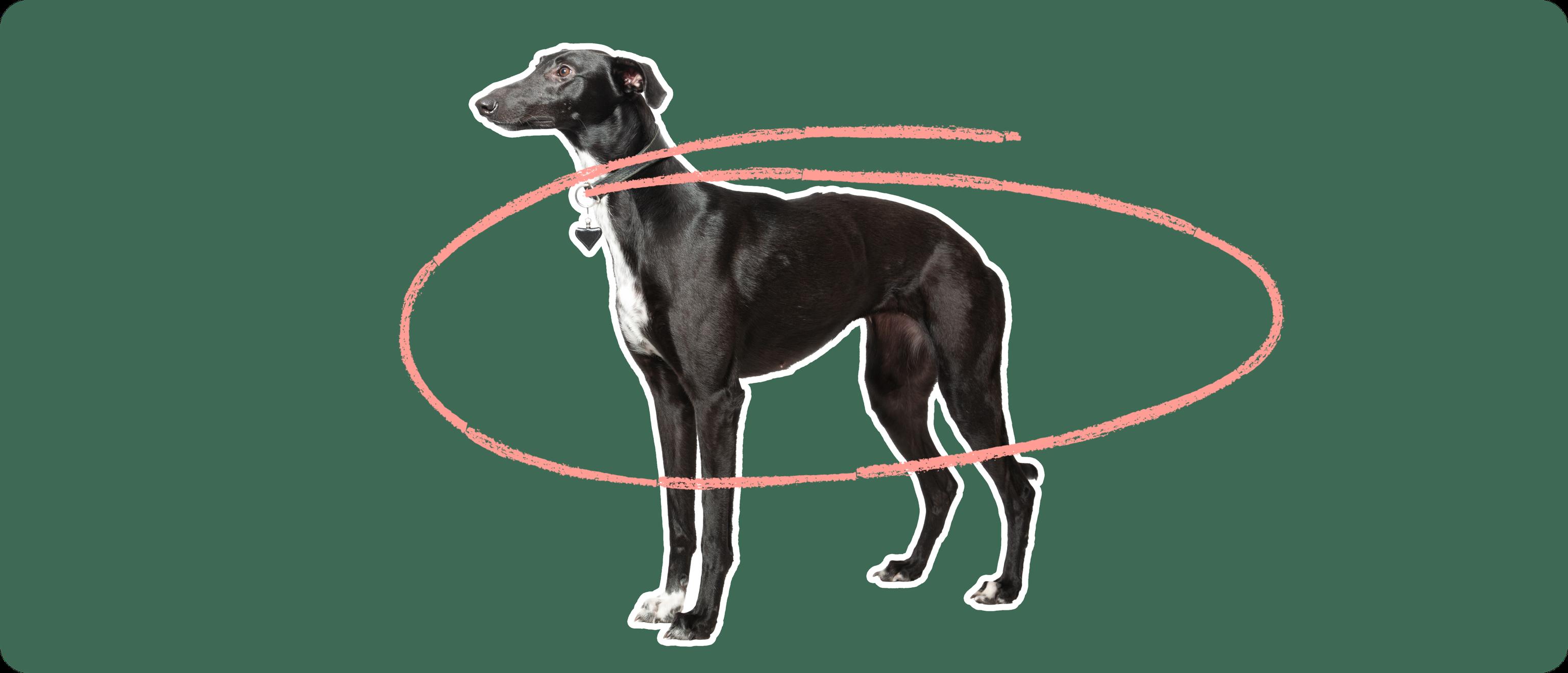 Whippet with a pink circle drawn over its body