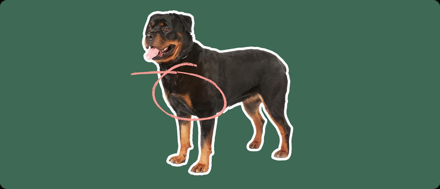 Image of a rottweiler with a pink circle drawn over its chest