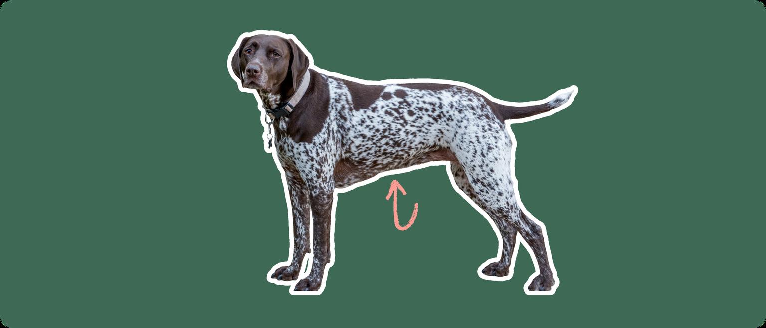 German shorthair pointer