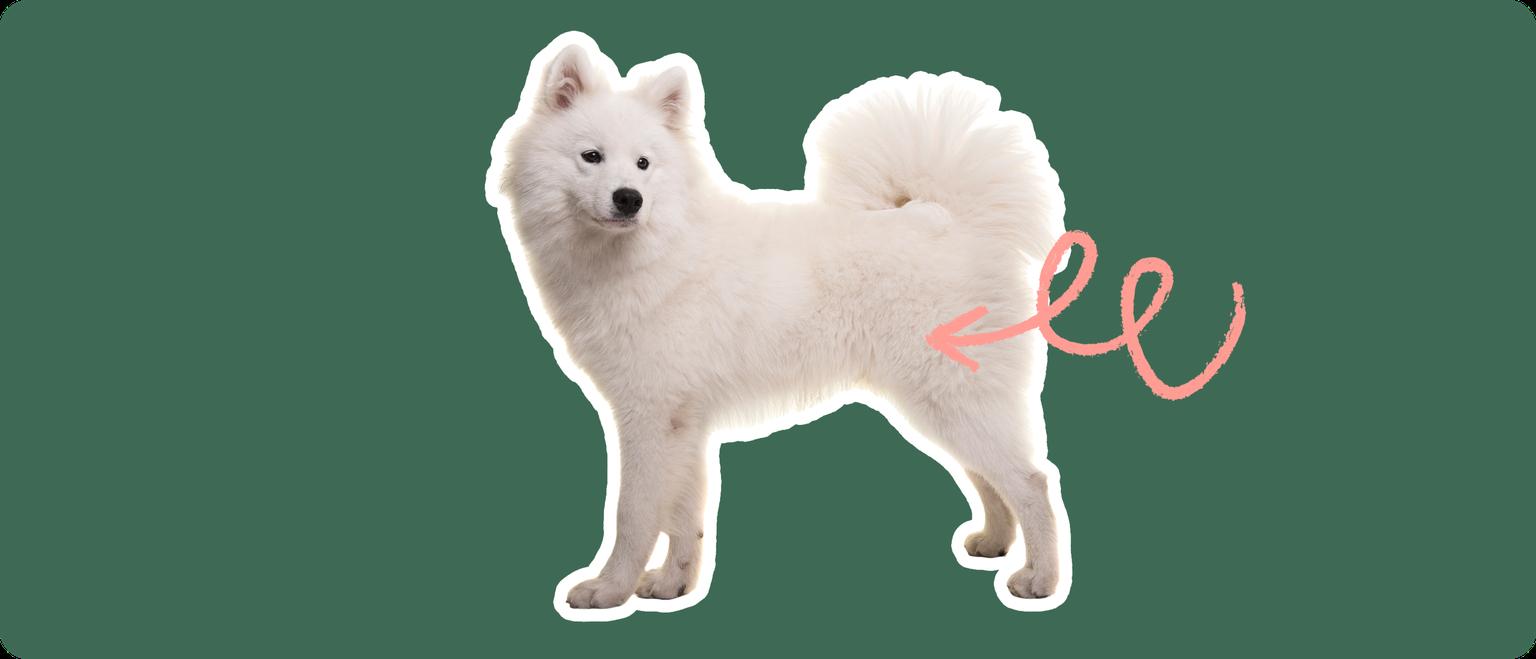 Image of a white Samoyed with a pink arrow pointed to its hip