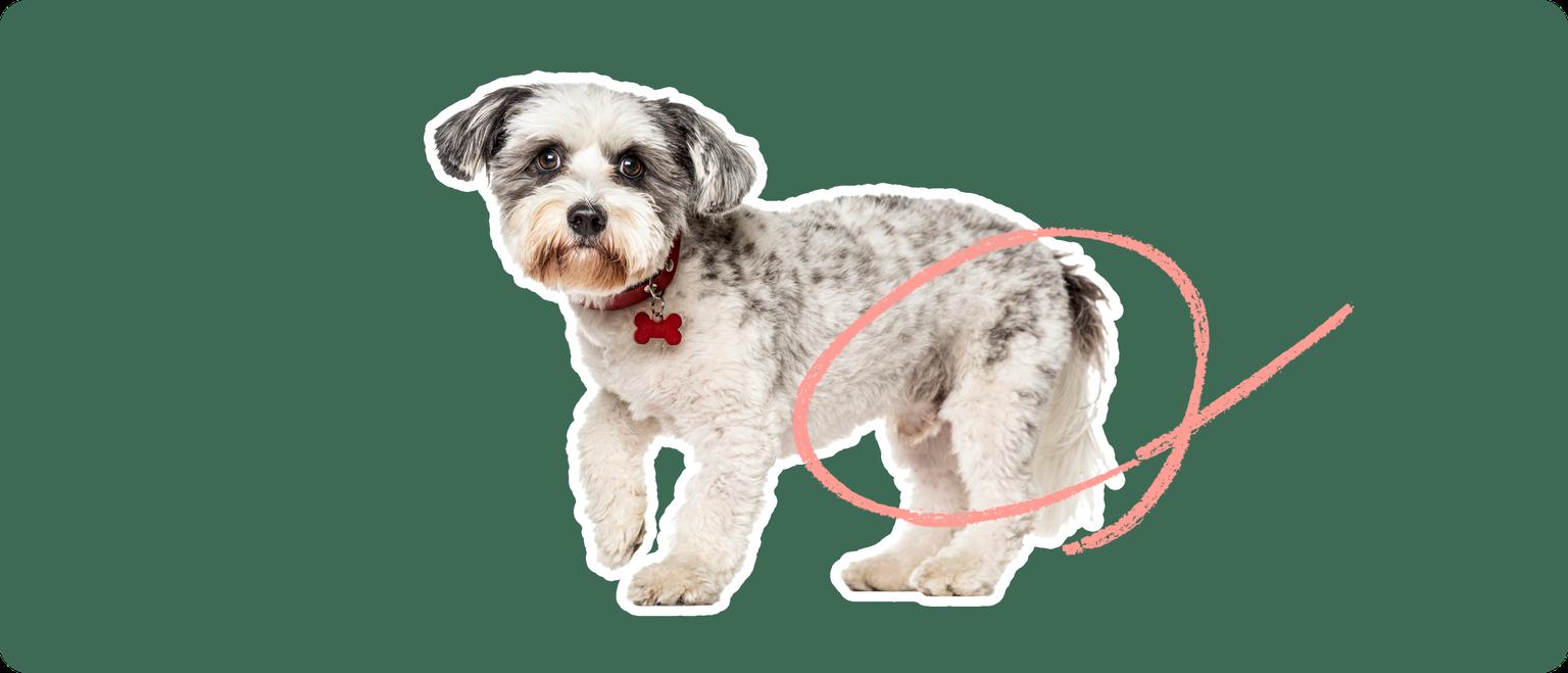 A white and grey schnoodle dog cut out with a white stroke, on a green background, with a pink circle around it's back hip