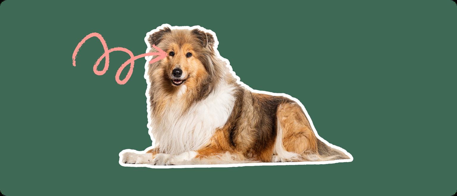A cut out of a Rough Collie laying down, with a white stroke, on a green background, with a pink arrow pointing to it's eye