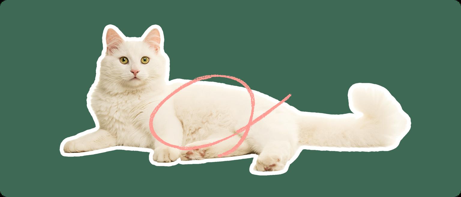 A Himalayan cat cut out with a white outline on a green background with a pink circle around its stomach