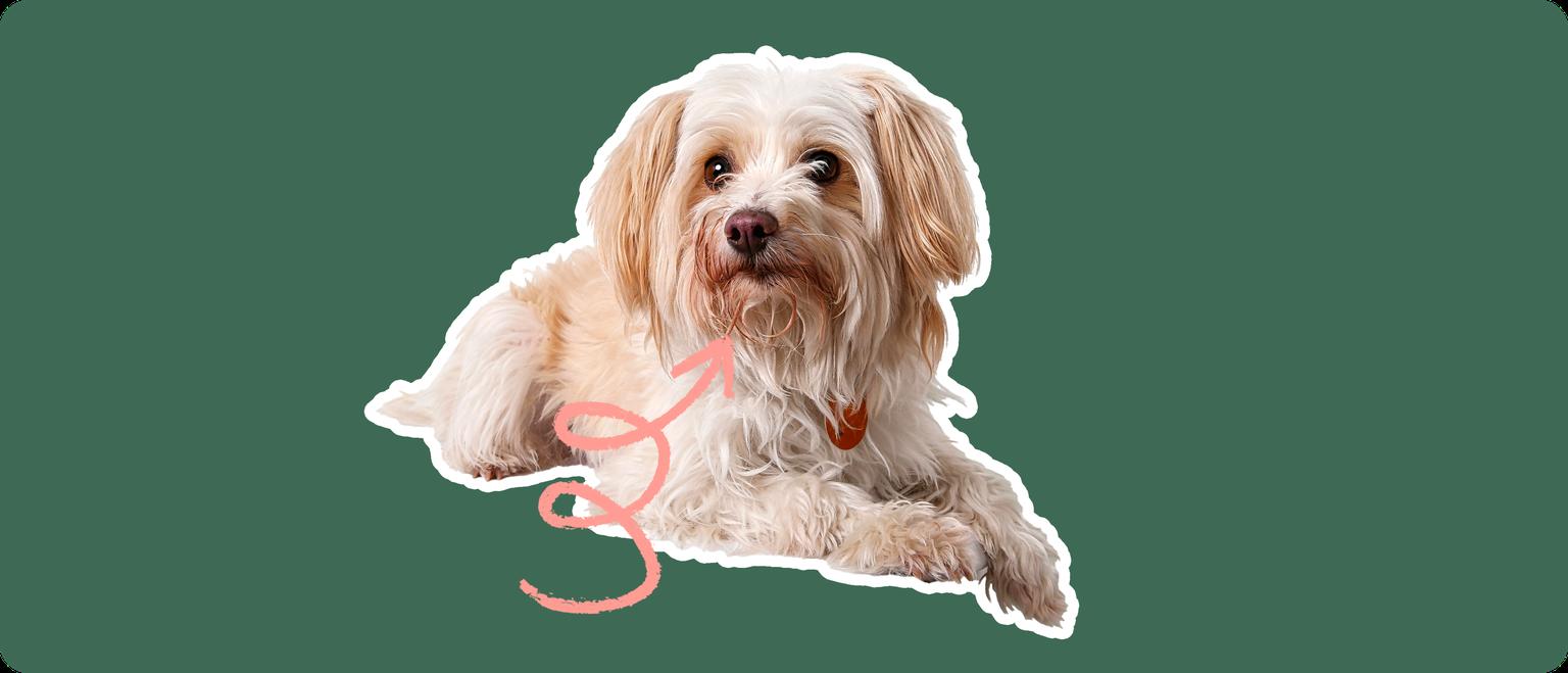 Yorkipoo