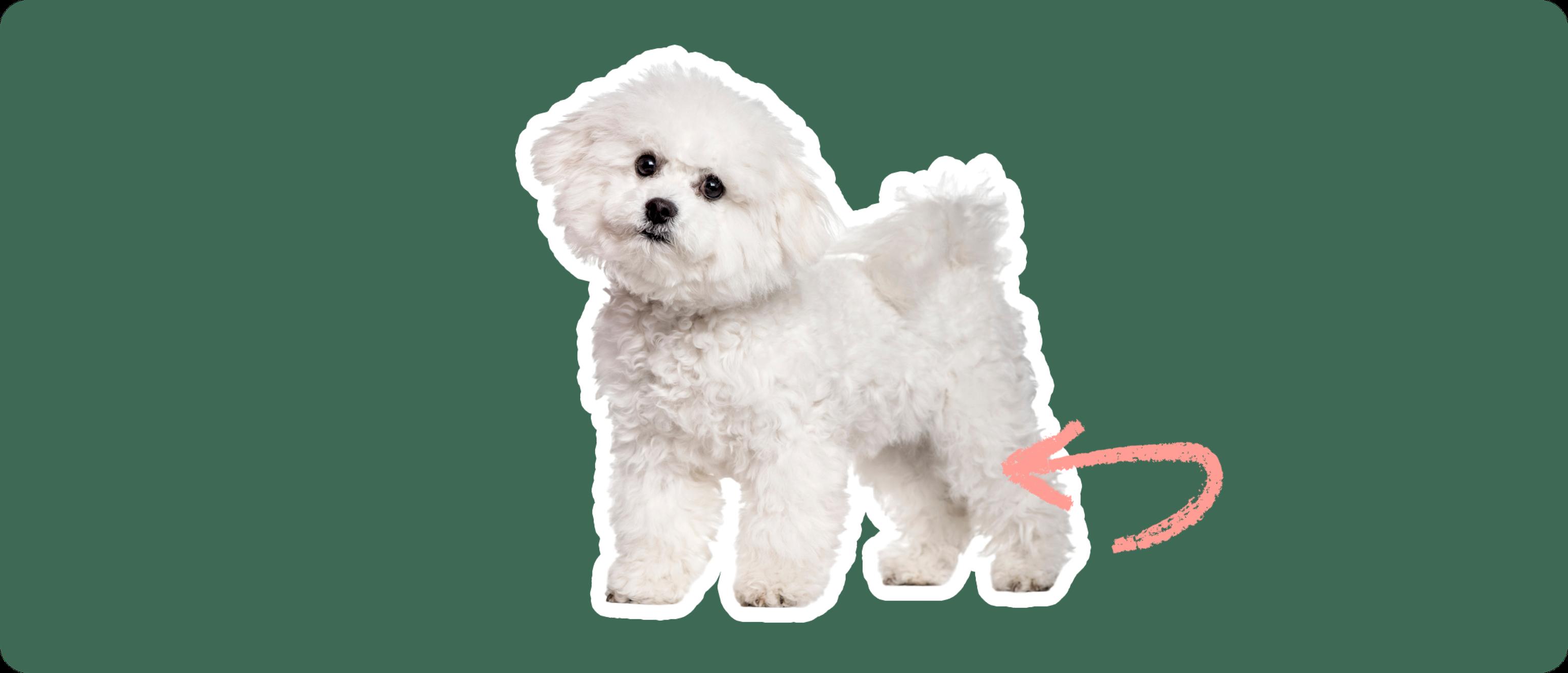 A white fluffy dog with a curly coat, standing on all fours, looking attentively to the side. A red, looping arrow points to the dog's right hip area, on a dark green background, suggesting a focus on luxating patella issues.