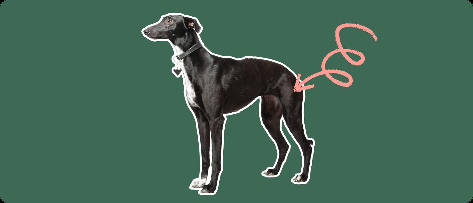 Image of a black whippet with a pink arrow drawn to its hip