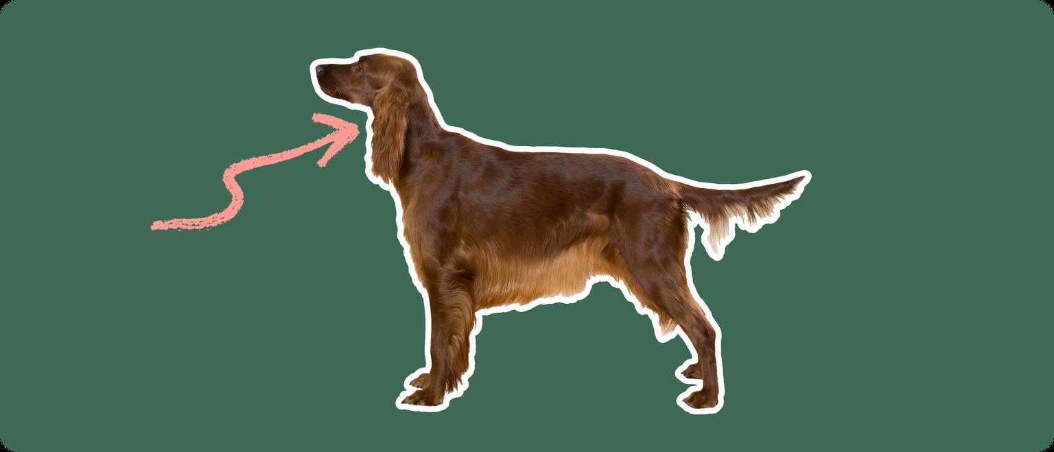 The sideview of an Irish setter dog standing, cut out with a white outline, with a pink arrow pointing to it's neck, on a solid green background