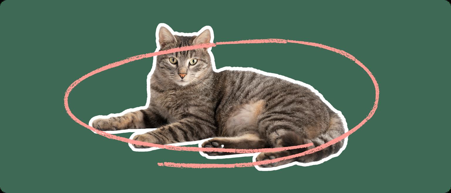 Domestic shorthair cat laying down cut out with a white stroke, on a green background, with a pink circle around it's body