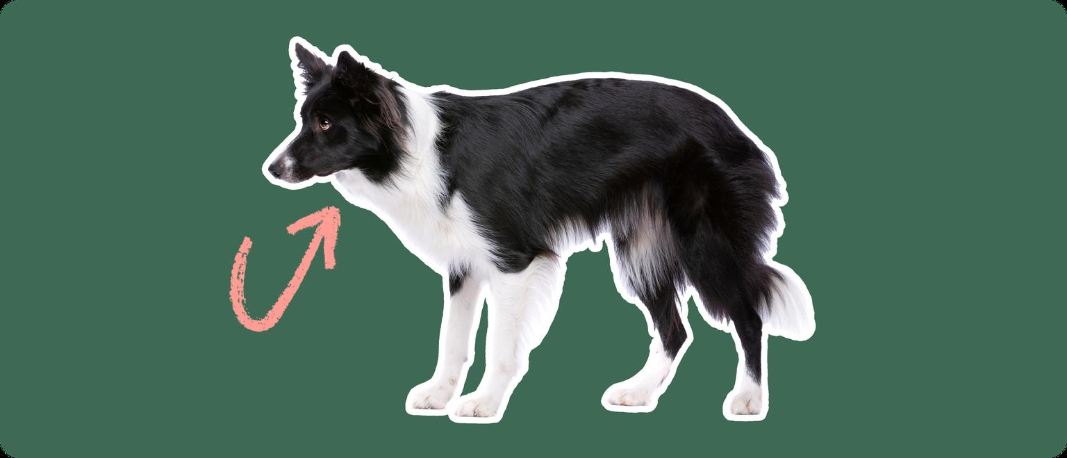 Image of a black-and-white Border Collie with a pink arrow drawn to its thyroid