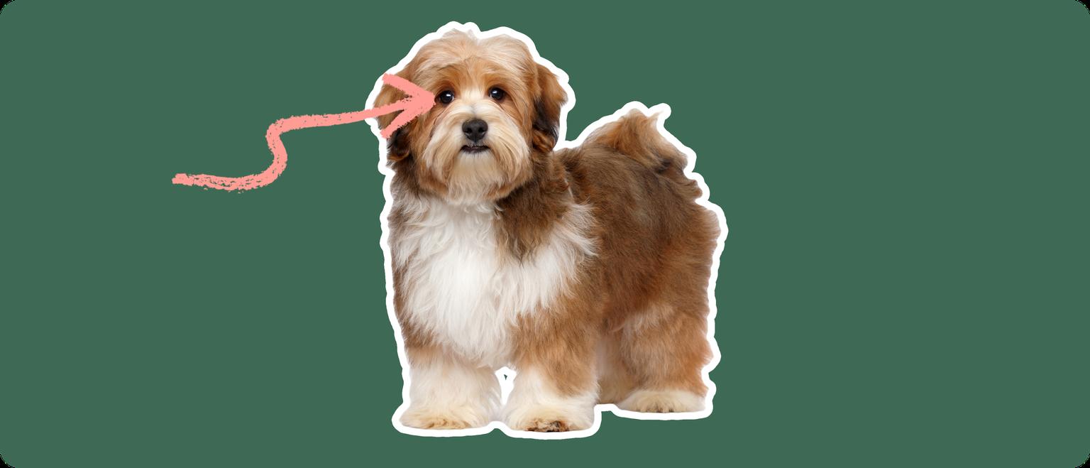 Brown Havanese with a pink arrow drawn to its eye