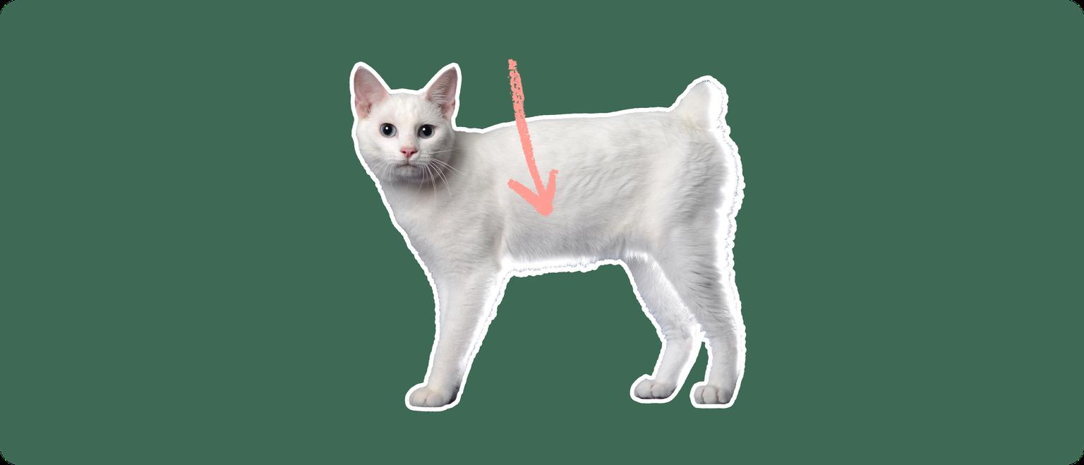 A white Japanese Bobtail cat cut out with a white outline, with a pink arrow pointing to it's body center, on a solid green background