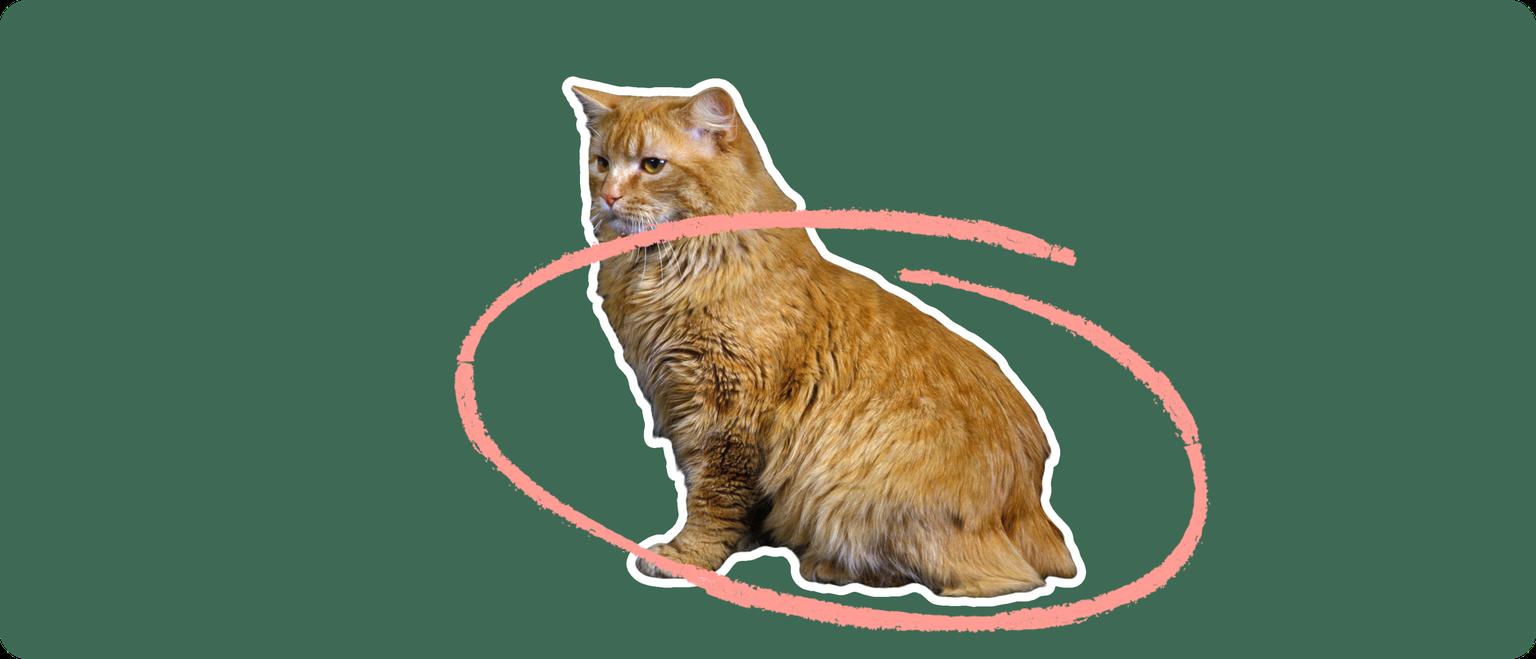 A long-haired orange cat with no tail, cut out with a white outline and a pink circle around it's body, on a solid green background