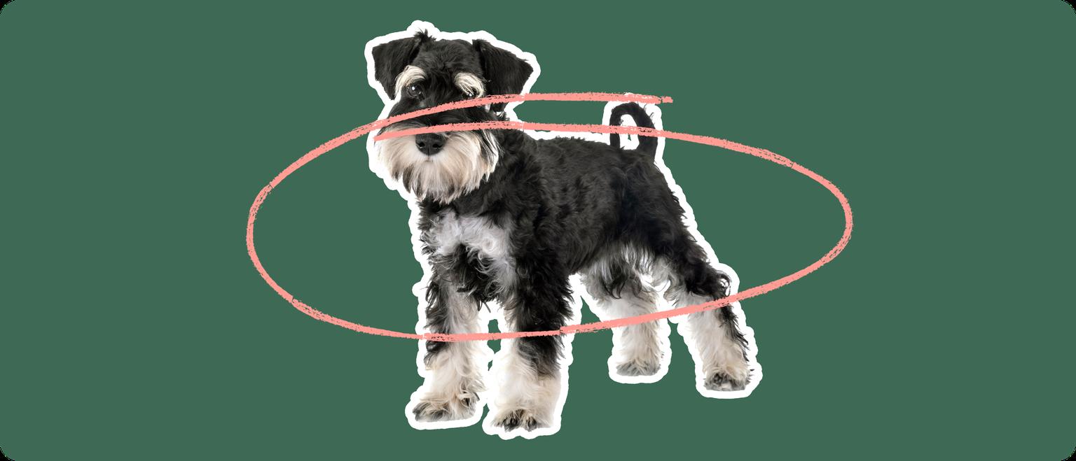 Image of a black Mini Schnauzer with a pink circle drawn over it