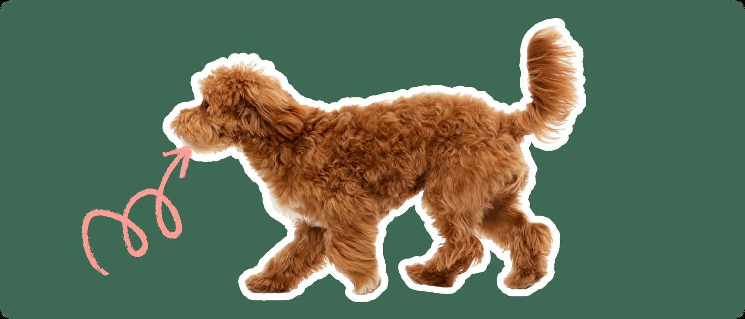 Maltipoo