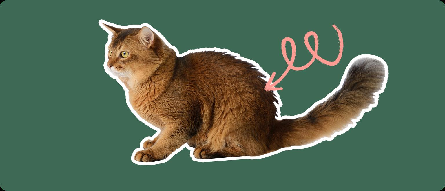 A sideview of a Somali cat cut out with a white outline, with a pink arrow pointing to it's back, on a solid green background
